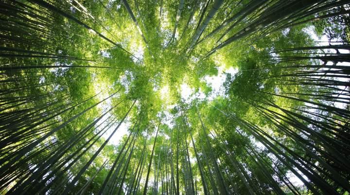 A picture of a forest, looking up at trees 